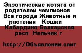  Экзотические котята от родителей чемпионов - Все города Животные и растения » Кошки   . Кабардино-Балкарская респ.,Нальчик г.